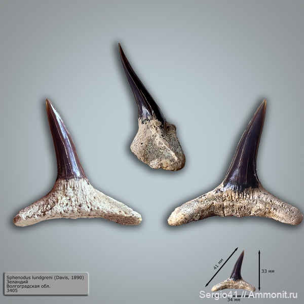 палеоцен, акулы, Sphenodus, Волгоградская область, Волгоград, Eychlaodus, зеландий, Selandian