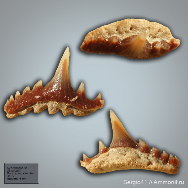зубы, палеоцен, акулы, Synechodus, Волгоградская область, Волгоград, зеландий, Selandian