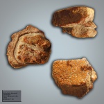 Myliobatis боковой