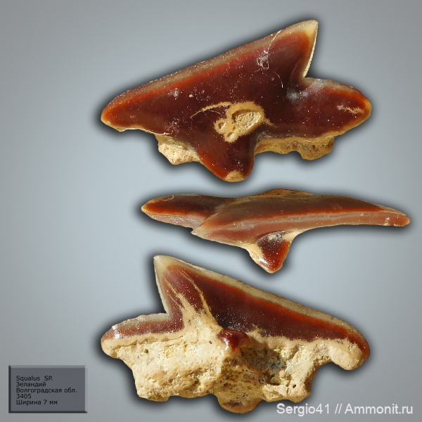 зубы, палеоцен, акулы, squalus, Волгоградская область, Волгоград, зеландий, Selandian, megasqualus