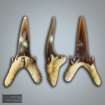 Palaeohypotodus  speyeri