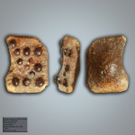 Дермальная пластинка рыб кузовков Ostracion sp.