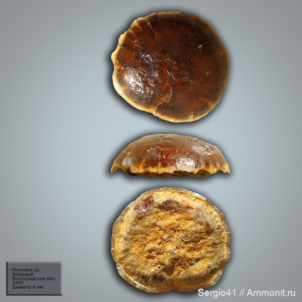 рыбы, Pycnodus, Pycnodontiformes, fish, зеландий, Selandian