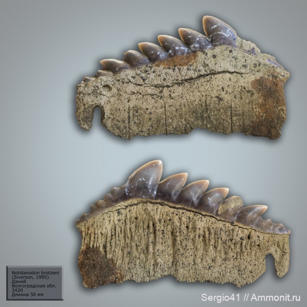 рыбы, акулы, зубы акул, Notidanodon, Волгоград, даний, Notidanodon brotzeni, fish, shark teeth, sharks