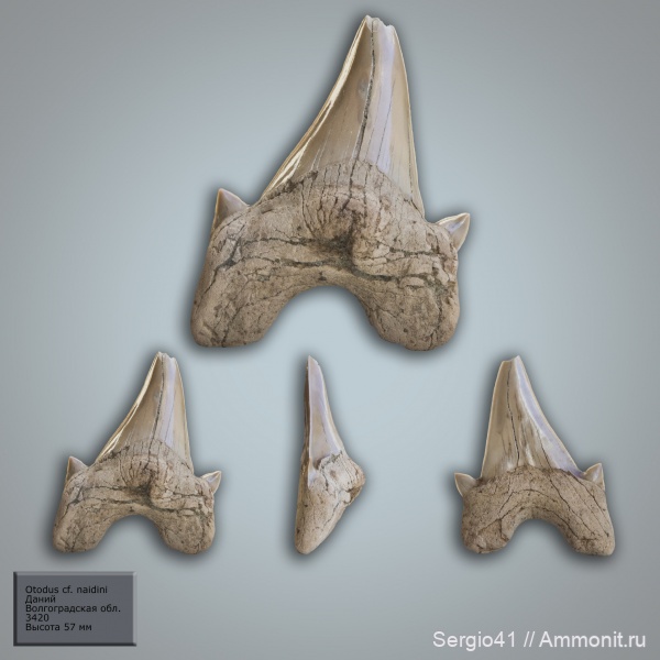 палеоген, палеоцен, Otodus, Волгоградская область, Волгоград, даний, otodus naidini, Paleocene, Danian, Otodus limhamnensis, Otodus minor turkmenicus