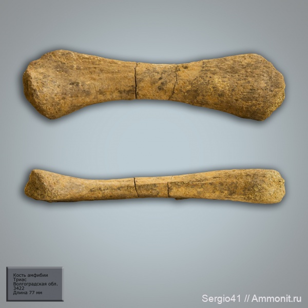 триас, текодонты, лабиринтодонты, Волгоград, Triassic, амфибия