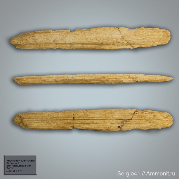 палеоген, палеоцен, скаты, шипы, даний, Paleocene, зеландий, Danian, Selandian, хвостокол