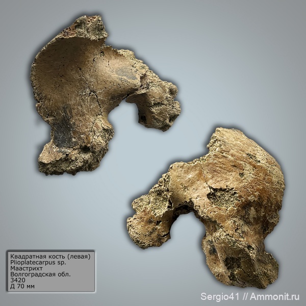 рептилии, мел, мозазавры, маастрихт, Волгоградская область, Волгоград, Plioplatecarpus, Maastrichtian, квадратная кость, Plioplatecarpinae