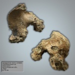 Левая квадратная кость Plioplatecarpus marshi Dollo 1882