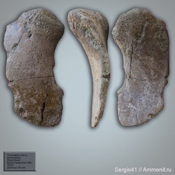 мозазавры, маастрихт, Волгоградская область, Platecarpus, Волгоград, плечевая кость