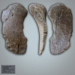 Плечевая кость  мозазавра (platecarpus?)