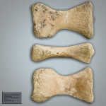 Фаланга мозазавра