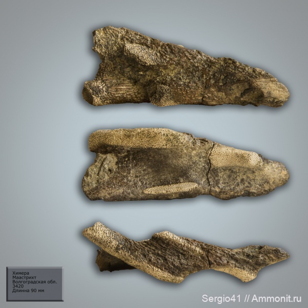 мел, химеры, маастрихт, Ischyodus, Волгоград, Maastrichtian, Cretaceous