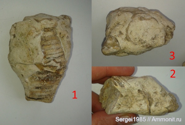 окаменелости, палеозой, Липецкая область, Fossils, Липецк, Дмитряшевка