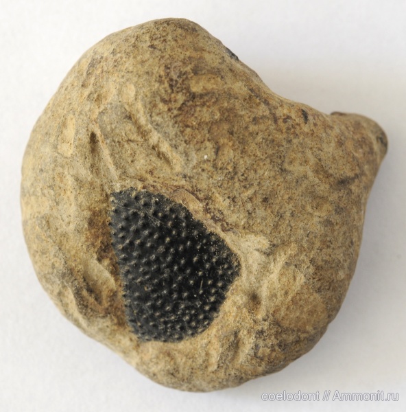 юра, Владимирская область, Jurassic