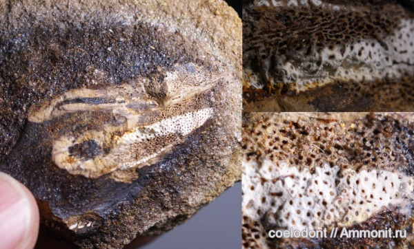 мел, химеры, альб, Владимирская область, Павловское