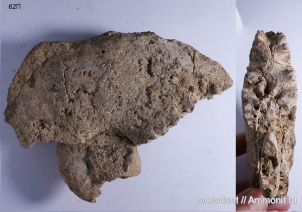 аммониты, мел, альб, Владимирская область, Павловское