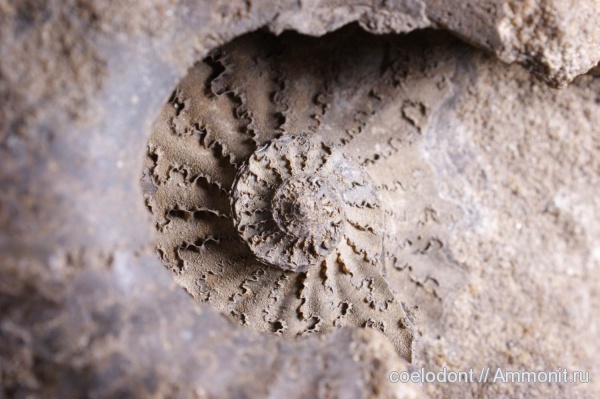 аммониты, мел, Владимирская область