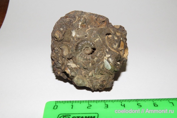 аммониты, мел, Владимирская область