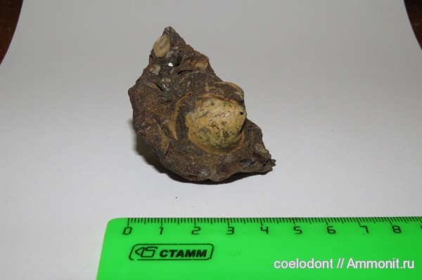 мел, двустворчатые моллюски, Владимирская область