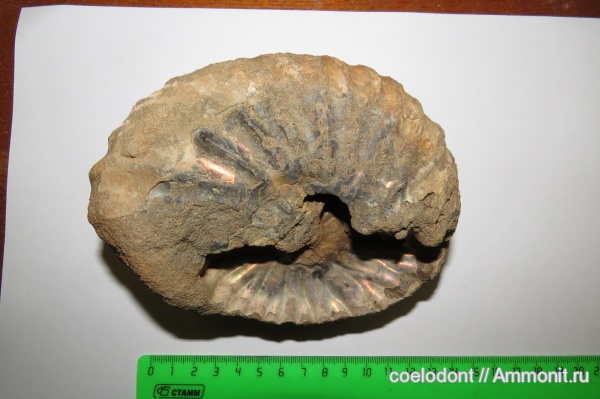 аммониты, мел, Arcthoplites, Владимирская область, Павловское