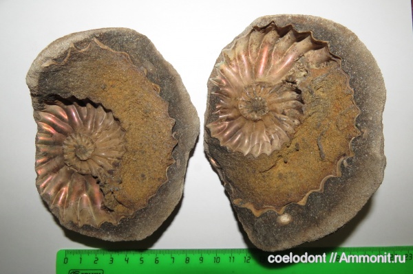аммониты, мел, Arcthoplites