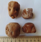 крестец и позвонки тюленя