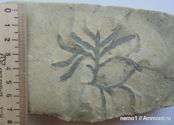 ихнофоссилии, Chondrites, Chondrites affinis