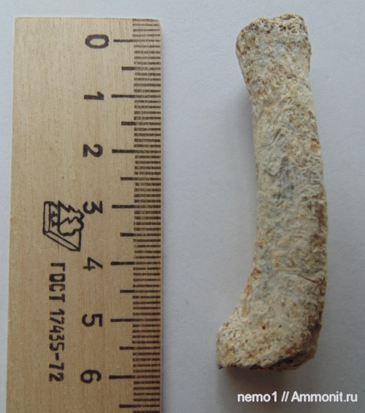 неоген, тюлени