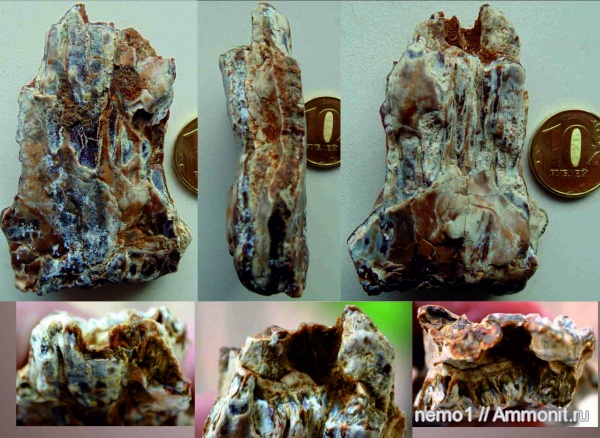 неоген, млекопитающие