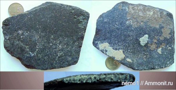 неоген, млекопитающие, Cetotherium, цетотерии