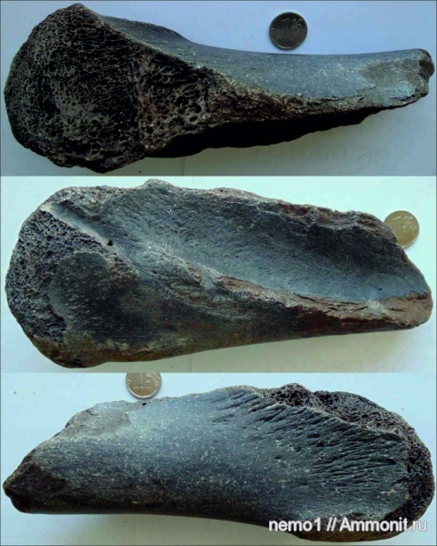 неоген, млекопитающие, Cetotherium, цетотерии