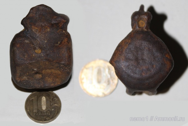 неоген, млекопитающие, тюлени