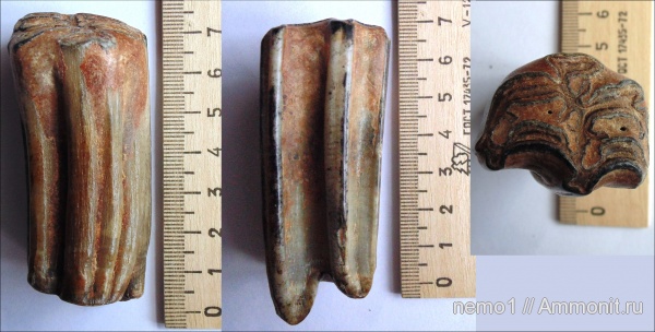 млекопитающие