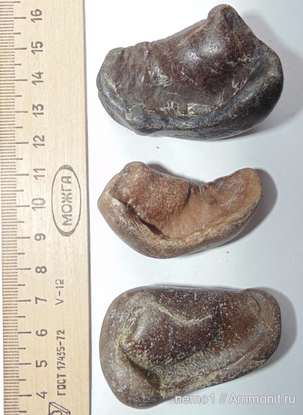 Cetotherium, цетотерии, tympanic bulla