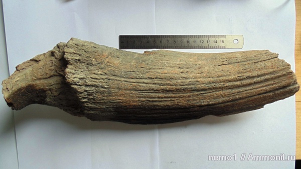 плейстоцен, мамонтовая фауна, бизоны