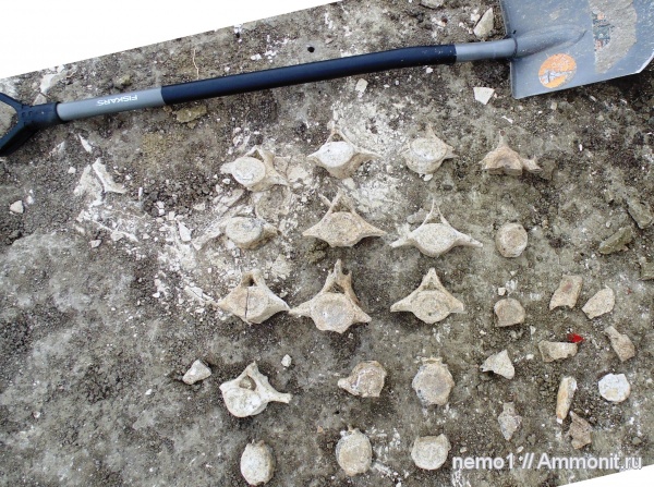 неоген, Керчь, Cetotherium, цетотерии