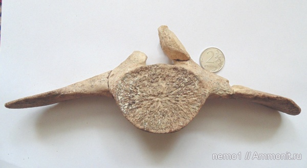 неоген, Керчь, Cetotherium, цетотерии