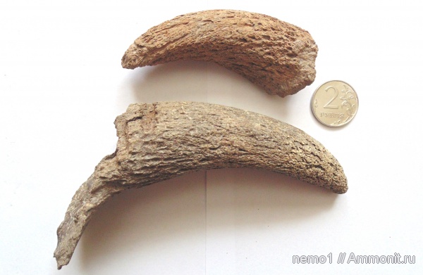 млекопитающие, мезолит