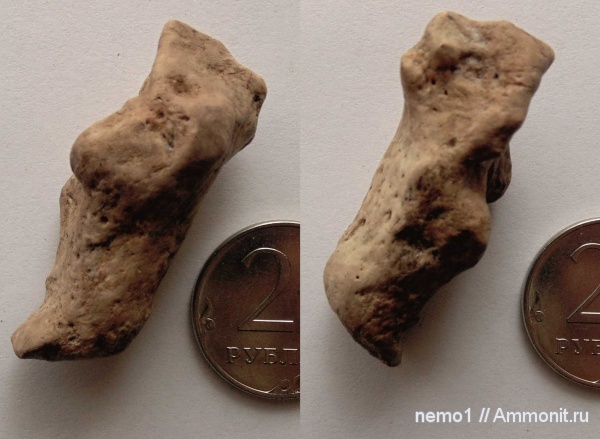 неоген, тюлени