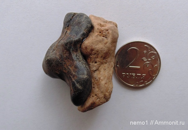 неоген, тюлени