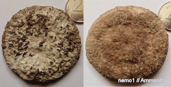 неоген, Керчь, цетотерии