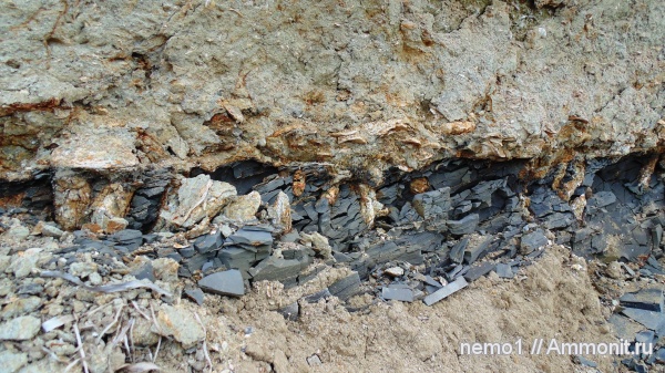 моллюски, неоген