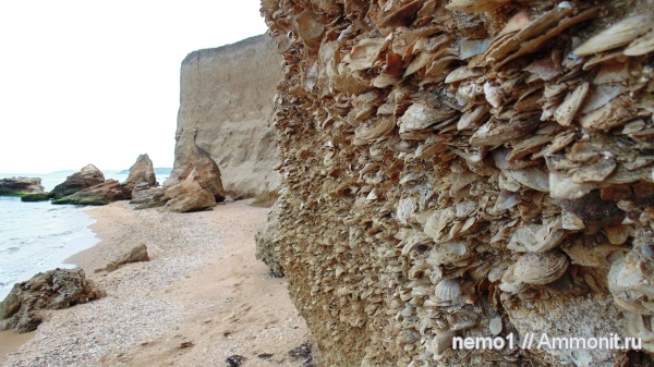 моллюски, неоген