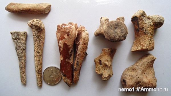 неоген, тюлени