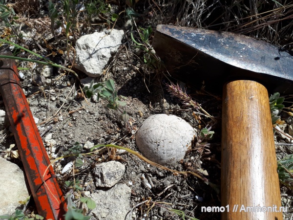 морские ежи, Echinocorys, маастрихтский ярус