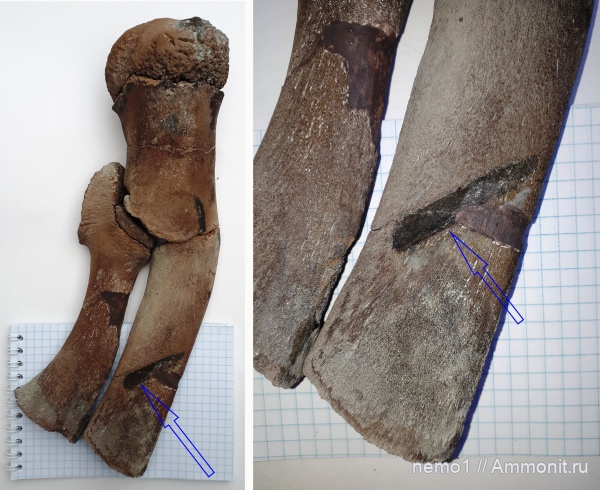 неоген, Керчь, цетотерии, Cetotheriidae