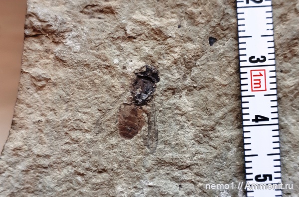 неоген, насекомые, Керчь, Tabanidae