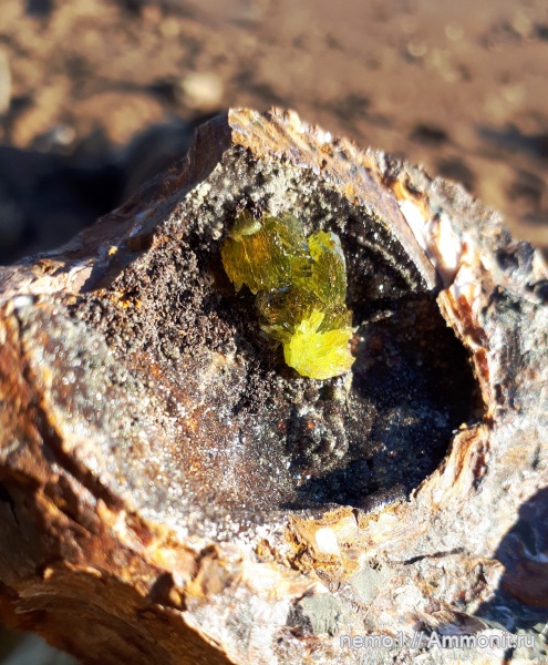 неоген, двустворчатые моллюски