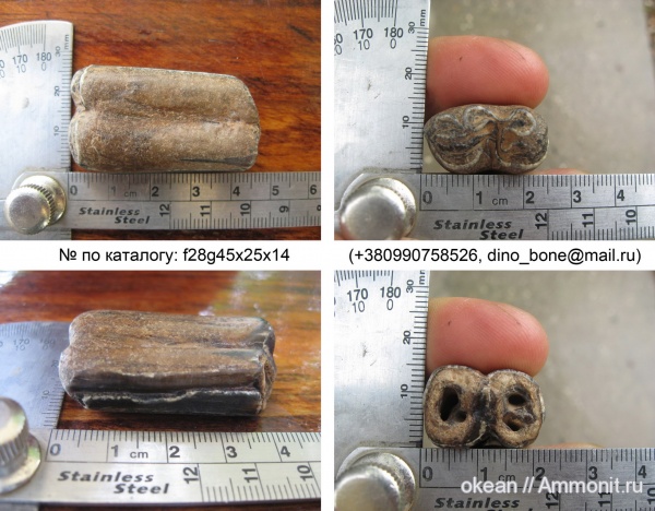 млекопитающие, морские млекопитающие